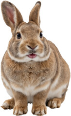 Cute rabbit with big ears and soft brown-white fur, isolated on a transparent background. Detailed texture and calm expression with natural tones and realistic features.