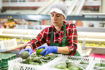 Ordinary woman checking boxes with avocado after packaging at mango factory