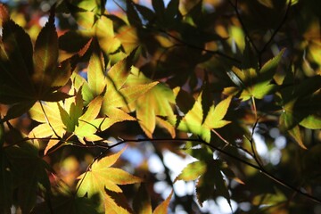 Autumn Leaves in Sun