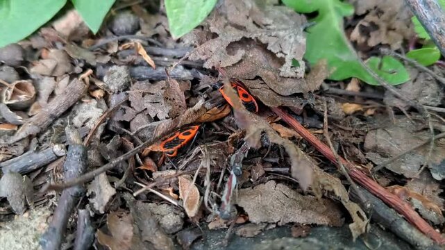 Close-up video of red firebugs crawling over dry leaves and grass in a natural setting.