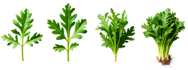 A set of four different views of a plant with green leaves.