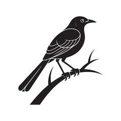mockingbird. Vector black silhouette. with white background