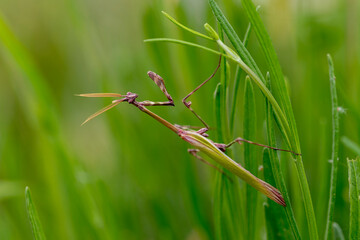 conehead mantis (Empusa pennata) Sardinia. Italy