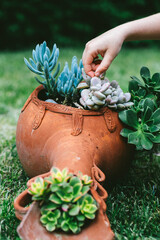 Child’s hand reaching into rustic pot with succulents, symbolizing emotional presence, curiosity, grounding energy and connection to nature in outdoor mindfulness.