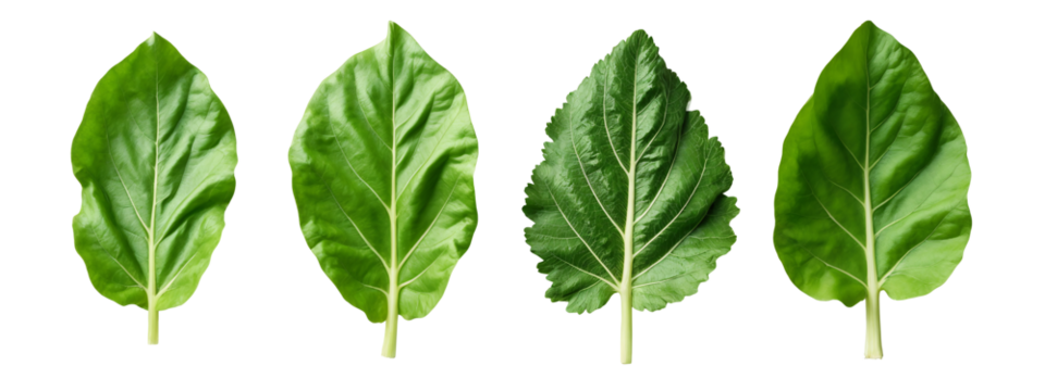 A set of four different views of a leaf.