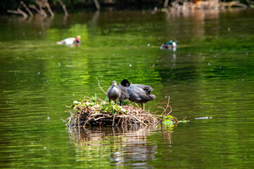 Nest auf dem Wasser: Blässhuhn beschützt ihr Junges