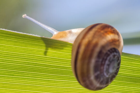 Snail on a green leaf creating shadows thanks to sunlight