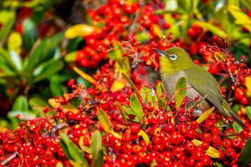 ピラカンサとメジロ