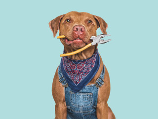 Cute brown dog, denim overalls and pliers. Closeup, indoors. Studio shot. Congratulations for family, relatives, loved ones, friends and colleagues. Pets care concept