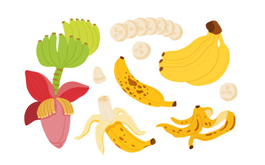 Banana Vector Set, Whole Banana Bunch, Peeled, Slices, Overripe, Banana Peel, and Flower with Leaves, Flat Cartoon Tropical Fruit Illustration for Food or Botanical Design