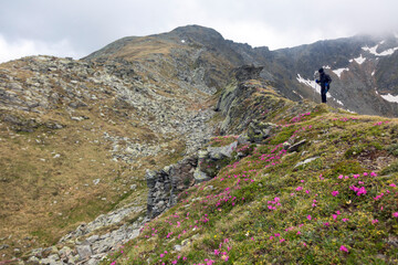 Adventurer trekking through dramatic mountain landscape, wearing protective gear while pink alpine blooms frame the scene