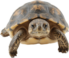 A charming turtle with a striking brown and yellow patterned shell, attentive eyes, and extended front legs, perfectly captured on a transparent background.