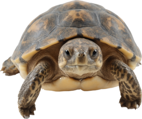 A charming turtle with a striking brown and yellow patterned shell, attentive eyes, and extended front legs, perfectly captured on a transparent background.