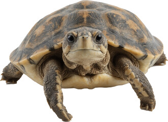 A charming turtle with a striking brown and yellow patterned shell, attentive eyes, and extended front legs, perfectly captured on a transparent background.