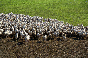 Flock of Sheep Grazing on a Harvested Field – Rural Farming Scene