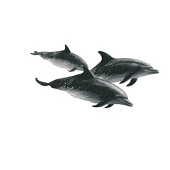 Fototapeta premium A detailed illustration of a school of dolphins leaping above stylized waves, isolated on white background