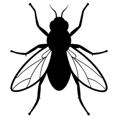 vector illustration of a black beetle