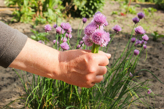 Schnittlauch Bl&uuml;te Bl&uuml;ten Hand Frau