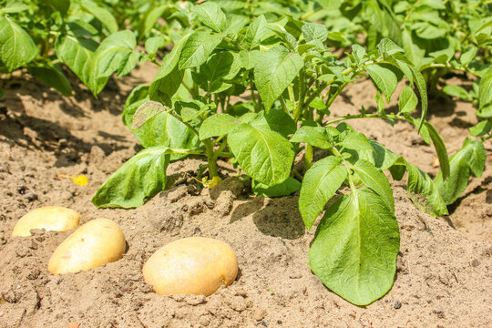 Kartoffelfeld Kartoffel Ernte 
