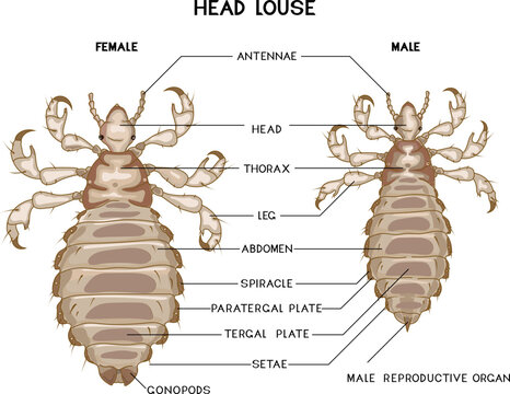 Structure of male and female head louse (Pediculus humanus) insect for biology lesson