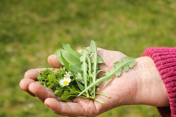 Wildkräuter ernte Salat sammeln Frau Hand 