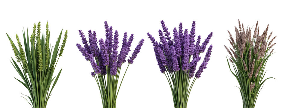 A bunch of lavender flowers