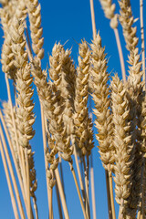 Triticum aestivum