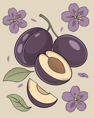 Plum vector illustration. Whole and half plum with leaves and flowers.