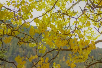 Fototapeta premium yellow leaves against blue sky