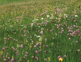 field of flowers