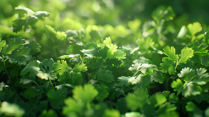 Cilantro: The Herb That Adds Zing to Your Meals
