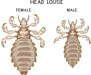 Obraz premium Male and female head louse (Pediculus humanus) insects