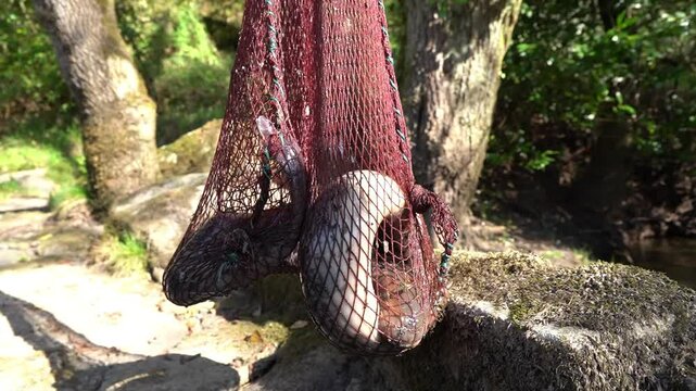 05-05-2022. Padron, A Coru&ntilde;a, Spain. Lampreys Captured in Pesqueiras on River Ulla, Galicia, Spain - 1430

