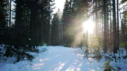 Winter sunbeams through snowy forest path - Powered by Adobe