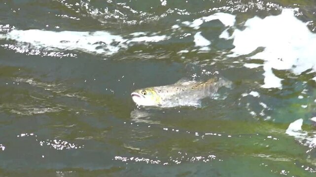 European Brown Trout (Salmo trutta fario) Being Caught in the River - 1670
