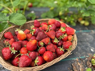 basket with fresh strawberries, strawberries picked on the plot, ripe fruit, strawberries on the bed