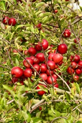 Obraz premium Apple Tree