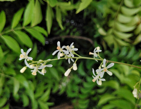 Beautiful Neem Tree flower HD stock photo