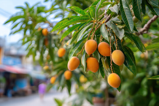 kundang tree