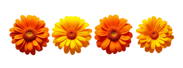 A set of four orange flowers