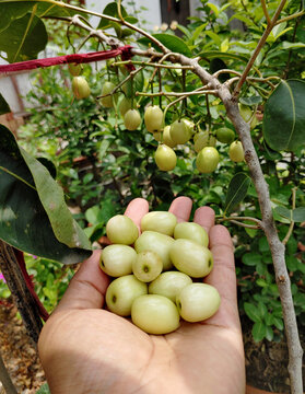 White Jamun / Vella NJaval (Grafted) (Syzygium cumini) Fruit Live Plant