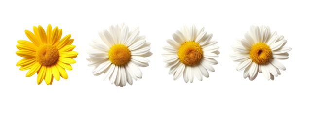 Three white and yellow daisies