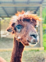 Obraz premium close up of a llama