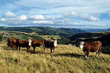 Vache, race Abondance, Monts du Vivarais, 07, Ardèche , France
