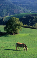 Cheval, race Comtois, noyer, paysage Cévenol, Roche Surges, Aveyron, 12, France