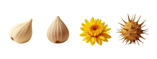 Fototapeta premium A close up of three different types of nuts
