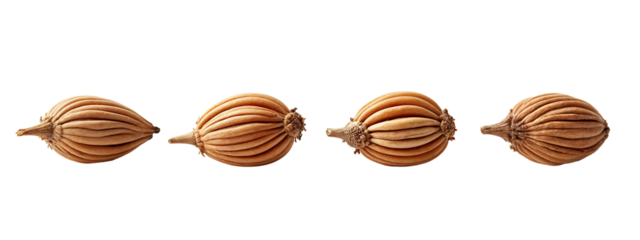 A set of four dried seed pods