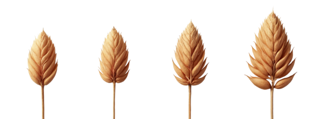 A set of four dried leaves