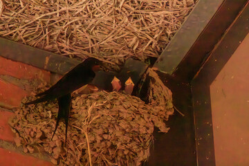 Hirondelle nourrissant sa portée d'oisillons dans le nid © Marc