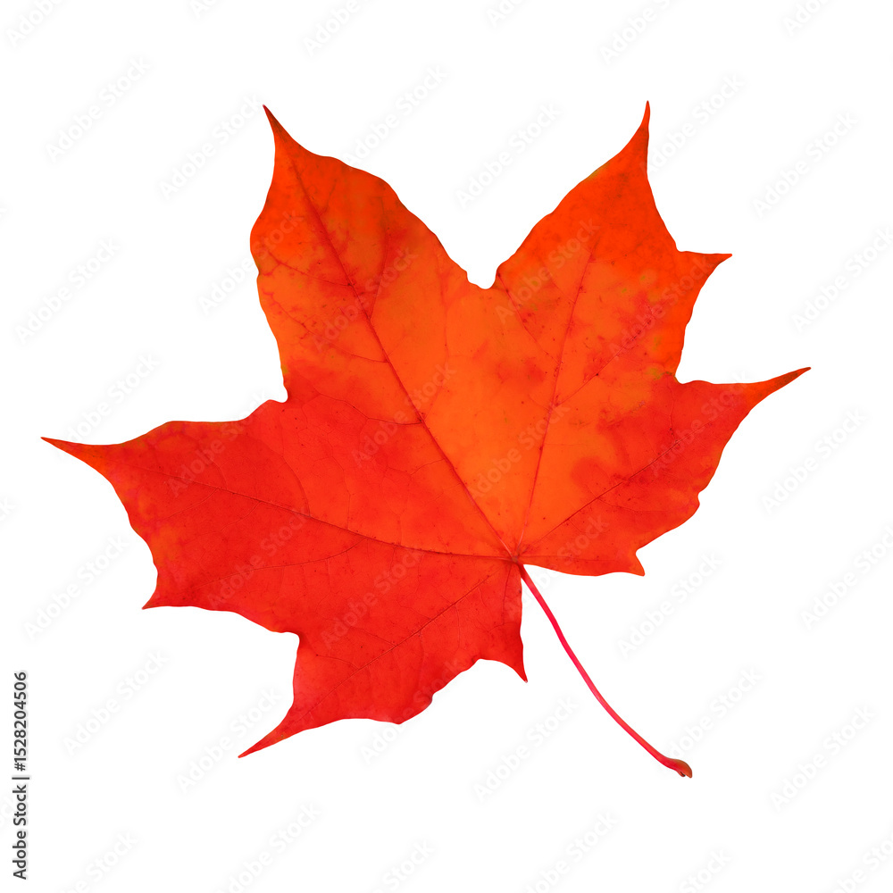 Canvas Prints red maple leaf isolated on white background.